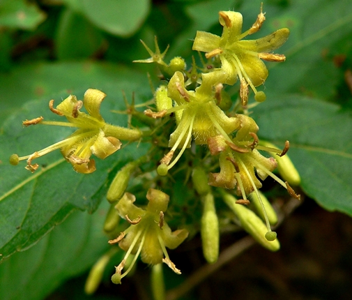 {Diervilla rivularis}